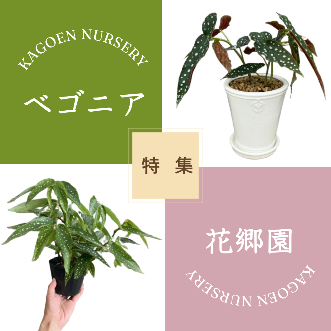 創業101年の歴史と情熱がつまった花郷園特選ベゴニア！