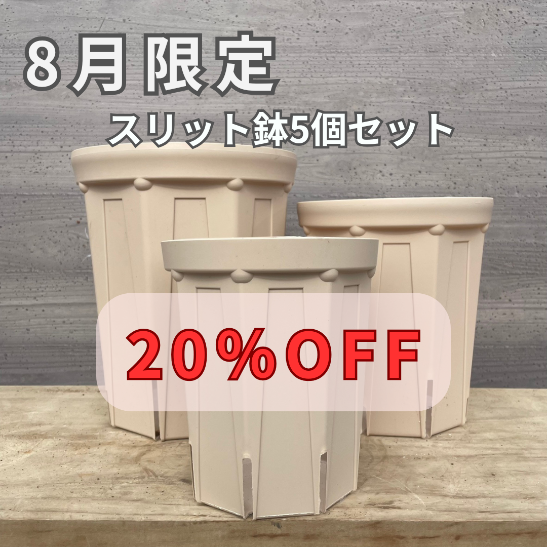 【期間限定】8/31まで、オリジナル色のスリット鉢が5個セットで20％OFF！
