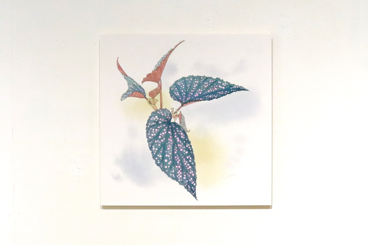 原画★木立性ベゴニア　Benigo　Bタイプ　20×20cm