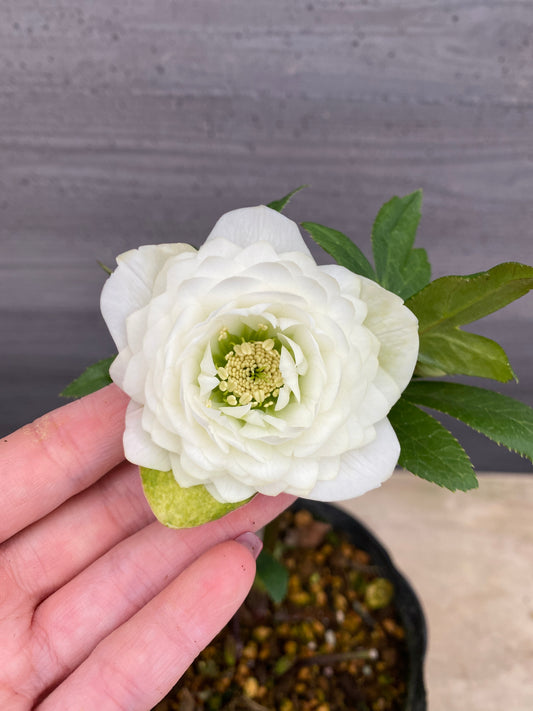 No.05096　横山園芸★クリスマスローズ　プリマドレス　5号苗ポット