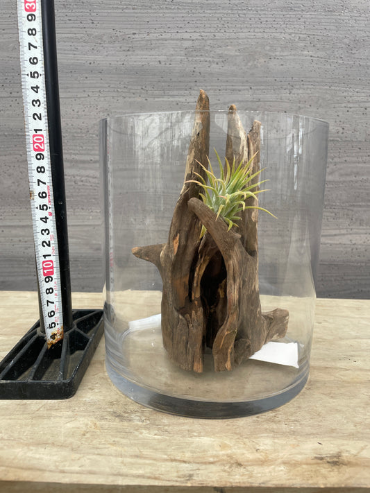 No.26008　ガラスベース/流木/ベラボンセット★アクアグループレゼント