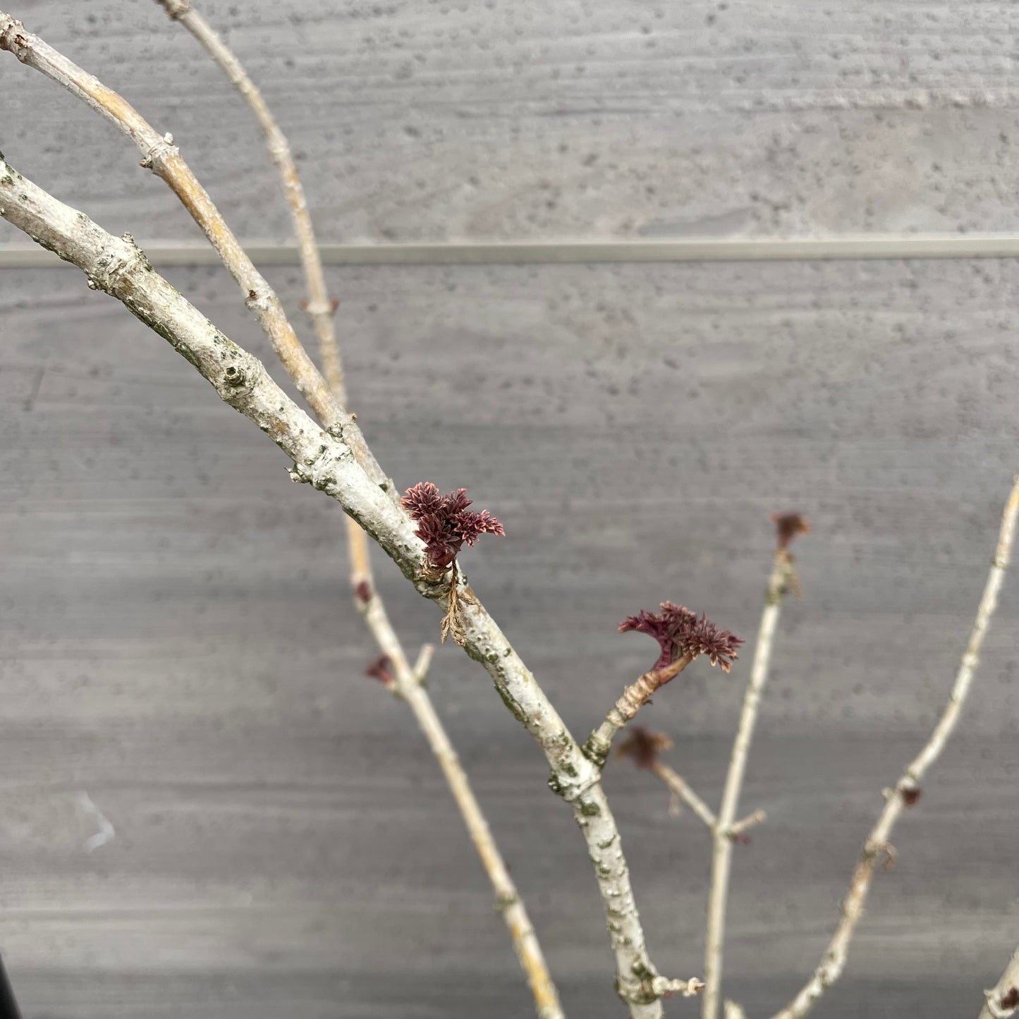 No.13002　サンブカス　ゴールデンタワー　7号鉢