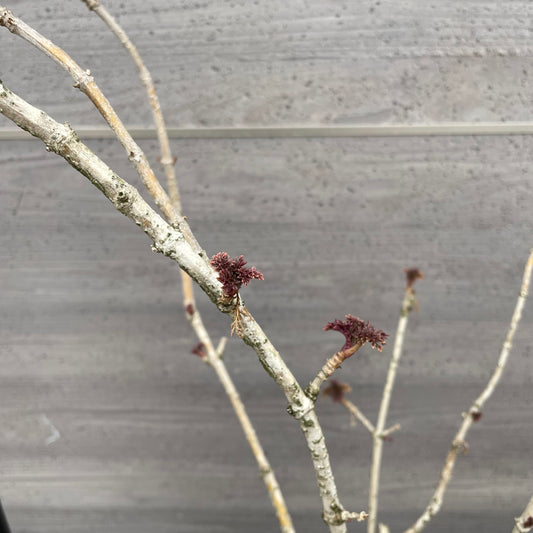 No.13002　サンブカス　ゴールデンタワー　7号鉢