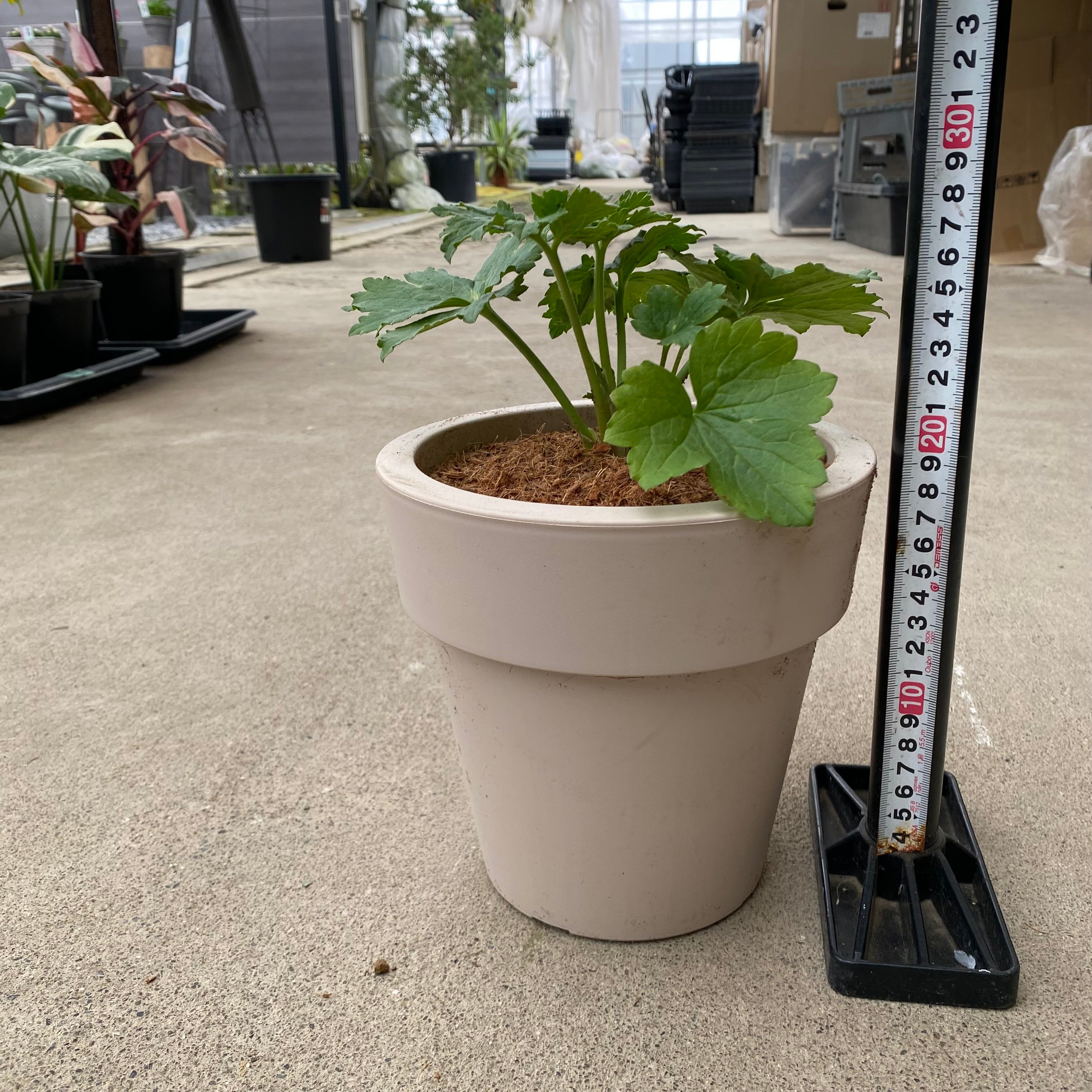 商品 – 植物家族