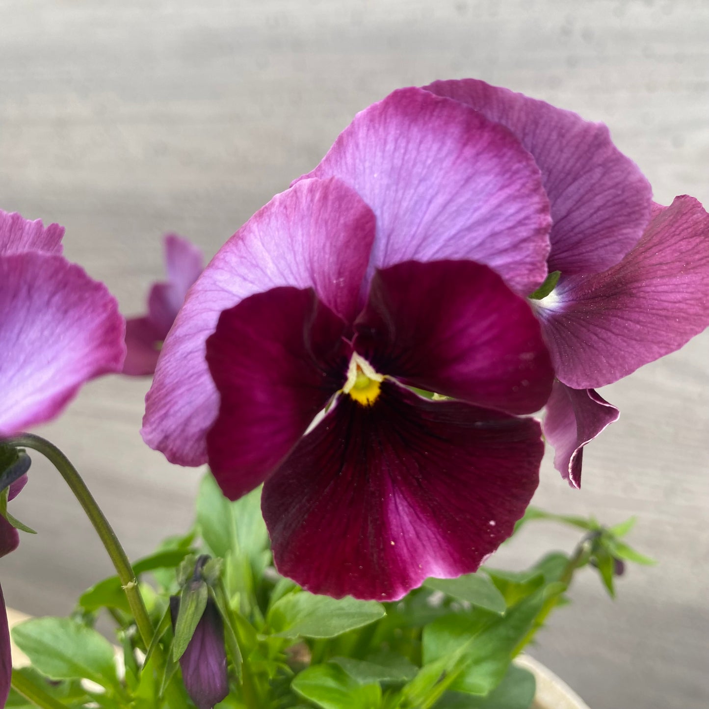 No.07024　ビオラ　スリットポット