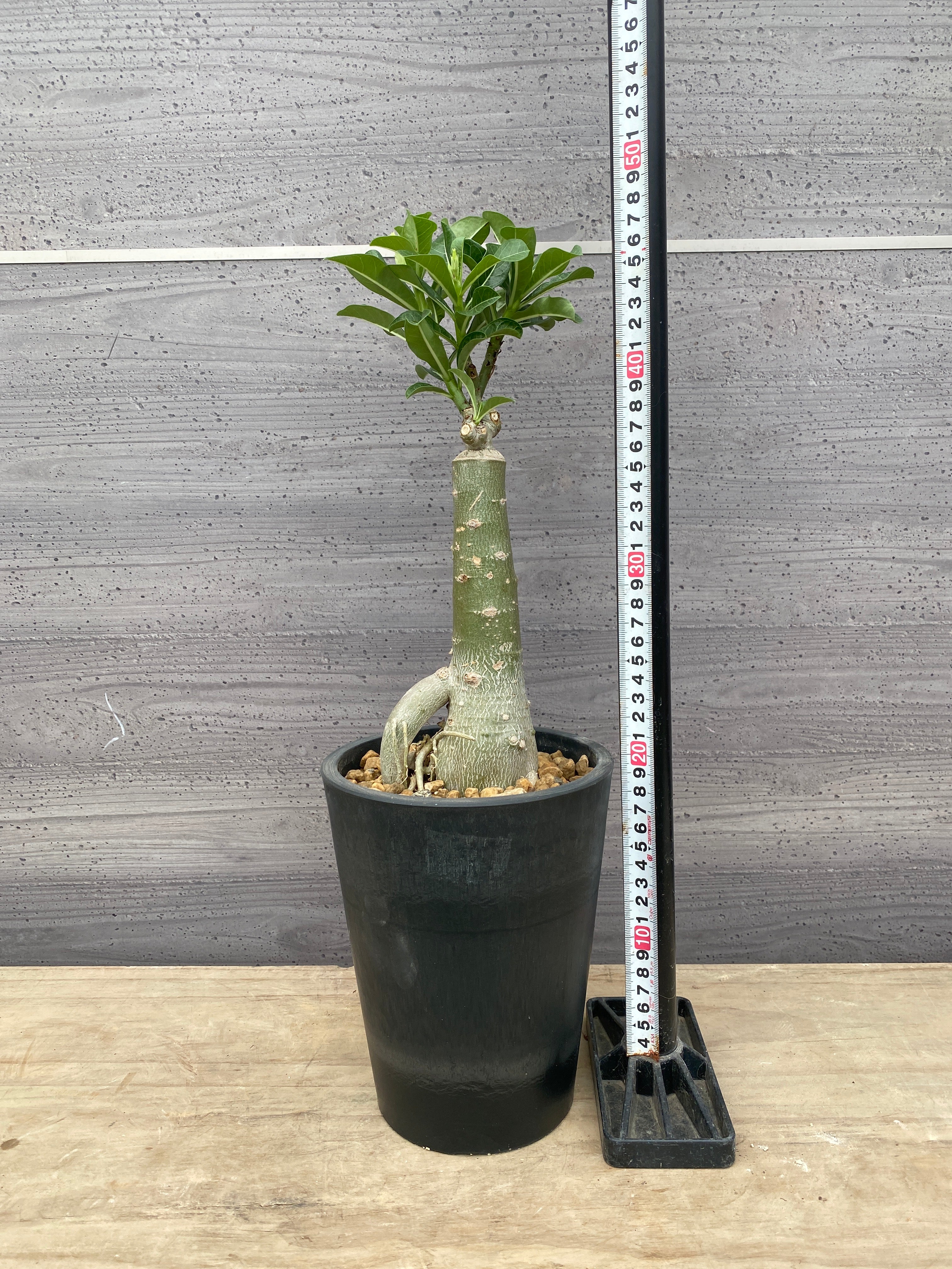 Pickup 全ての商品 – 植物家族