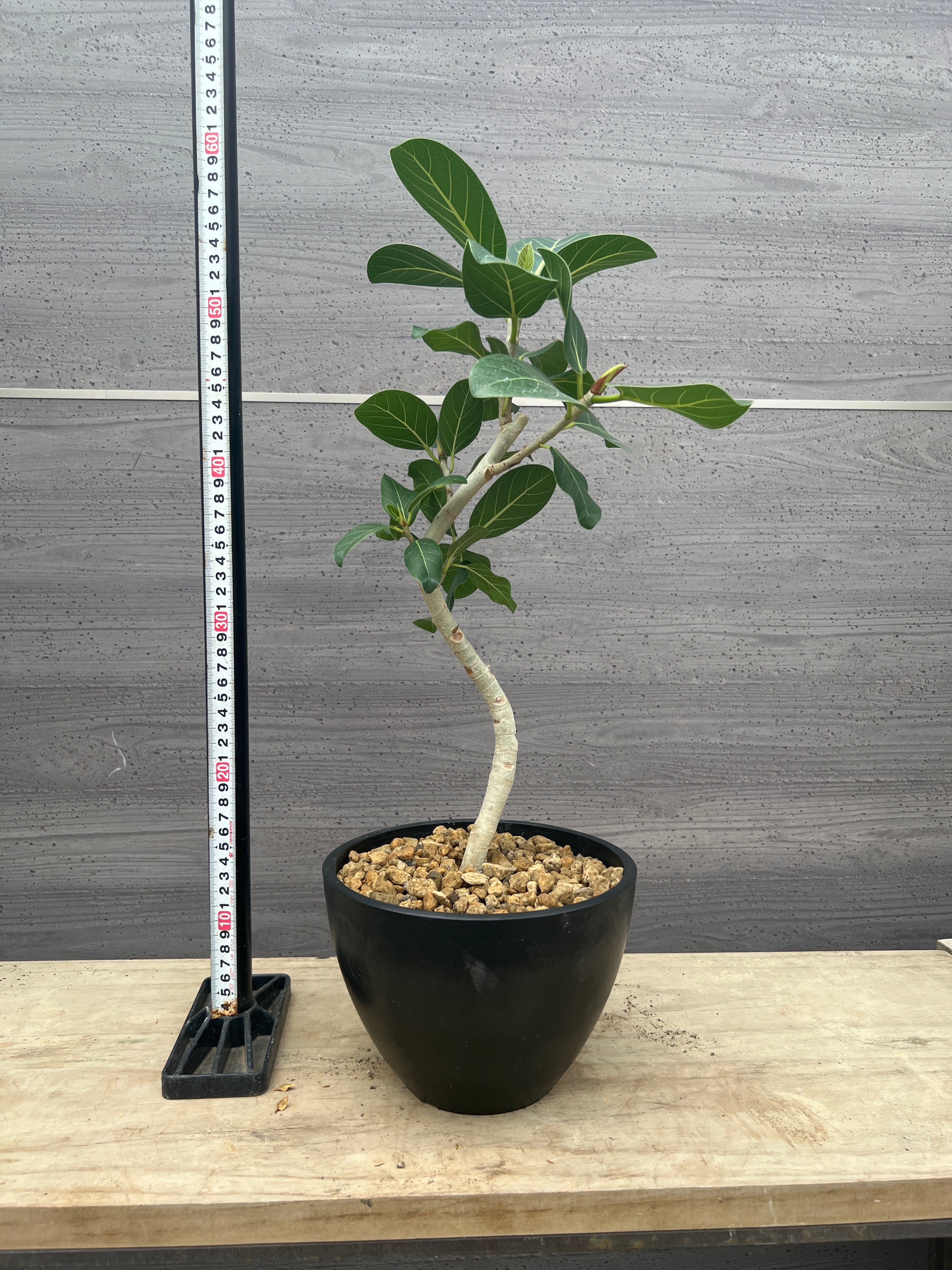 Pickup 全ての商品 – 植物家族