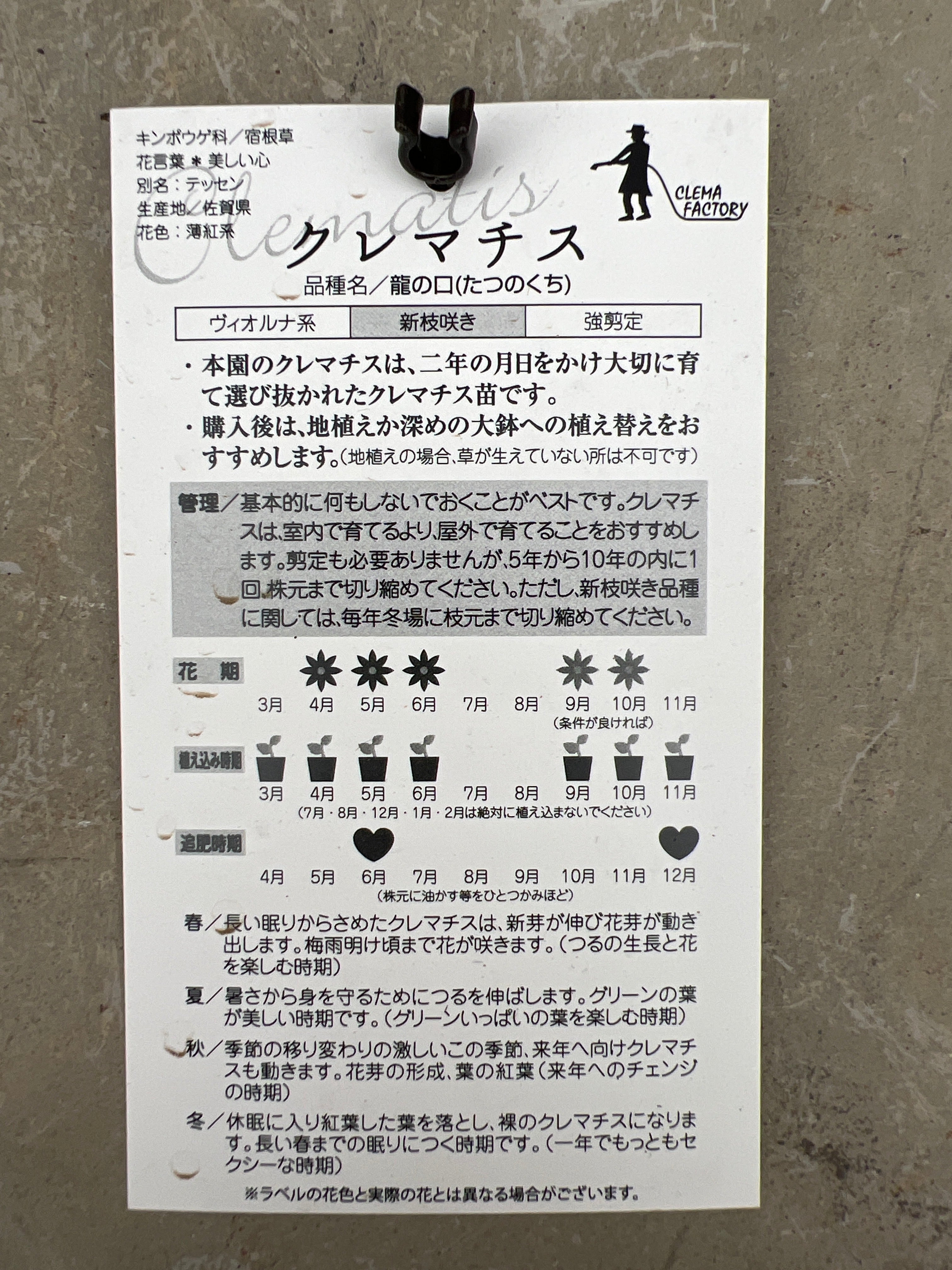 クレマチス ヴィオルナ系 新枝咲き 龍の口（たつのくち） – 植物家族