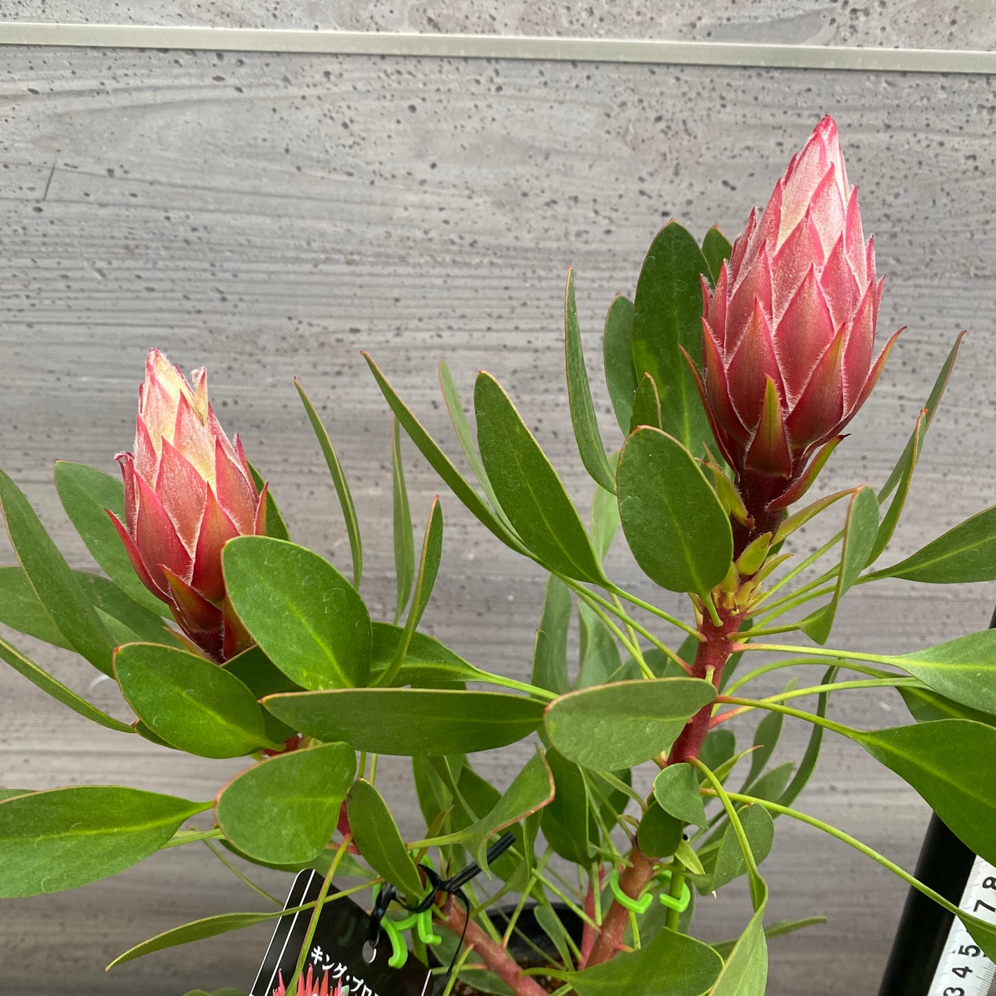 市場仕入れ即売会　No.25078　プロテア　リトルプリンス　5号鉢