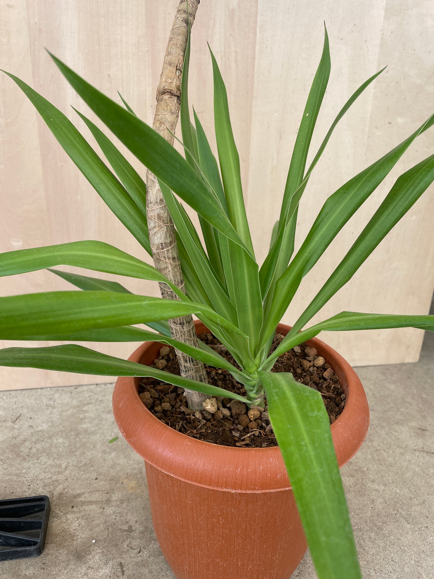 No.17003　ドラセナ　ナビー　7号鉢