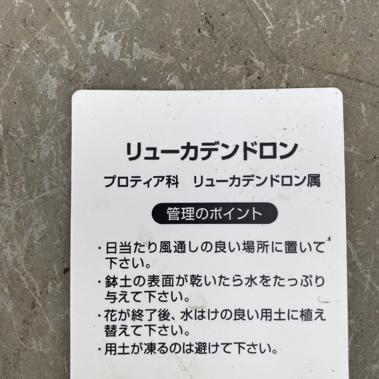 リューカデンドロン　イエローデビル　7号　スリット鉢/オリジナル色