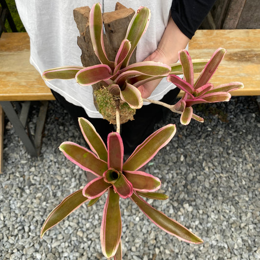 No.26018　ネオレゲリア　流木仕立て