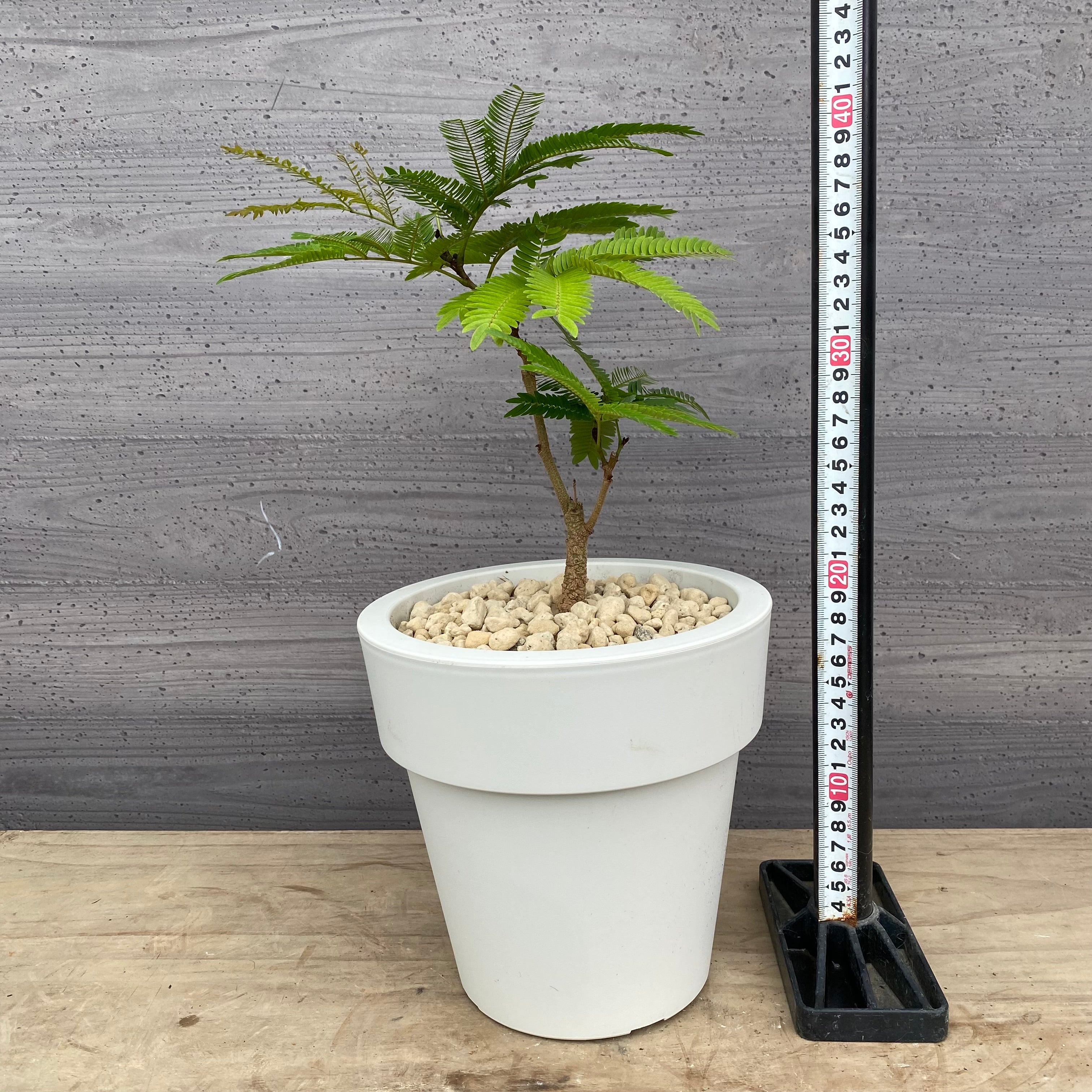 その他観葉植物 yuko 楽天市場】【お買い物マラソン限定 20%OFFセール】フェイク