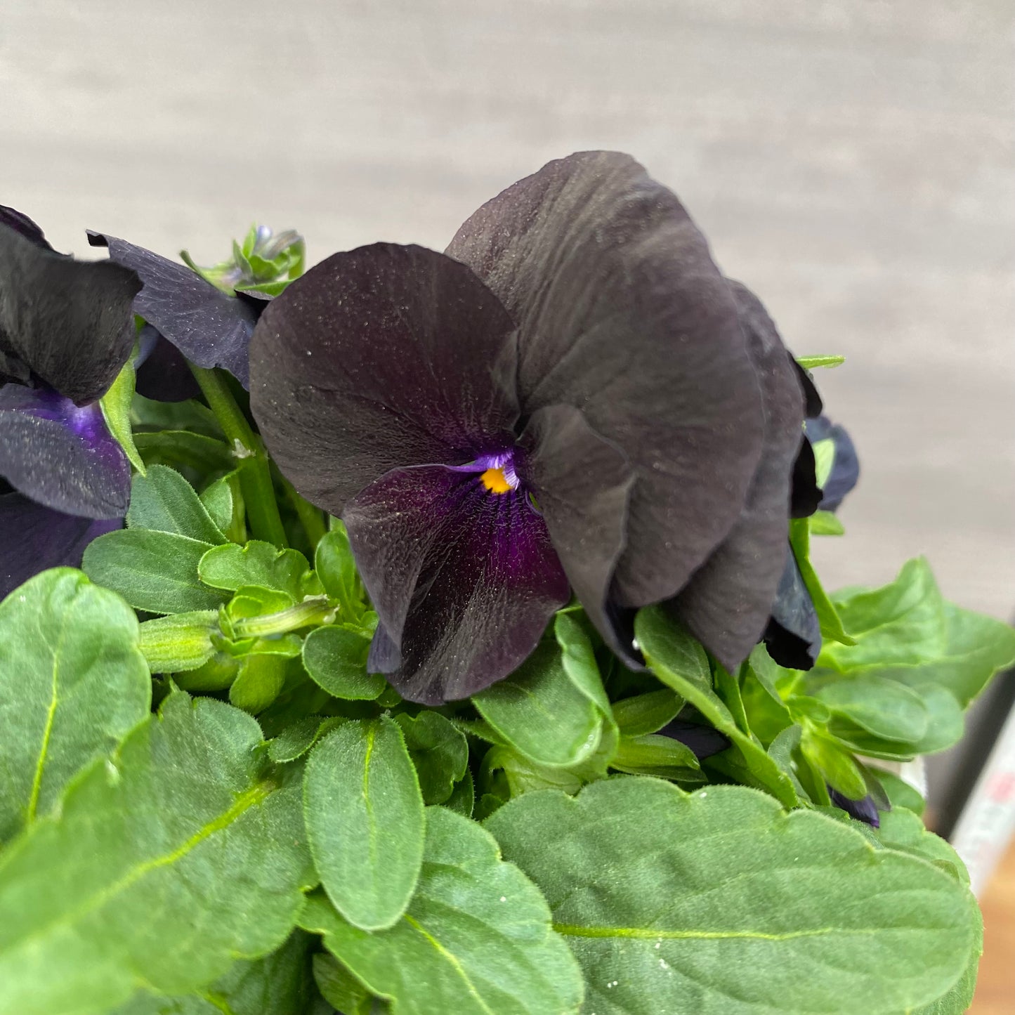 市場仕入れ即売会　No.25068　ビオラ　ペニーブラック　3ポットセット