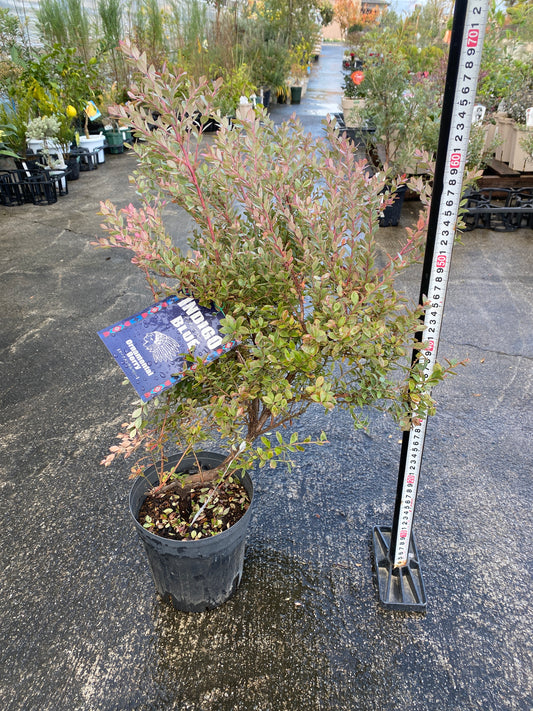 農場創業祭 No.26009 ブルーベリー インディゴブルー 6号鉢