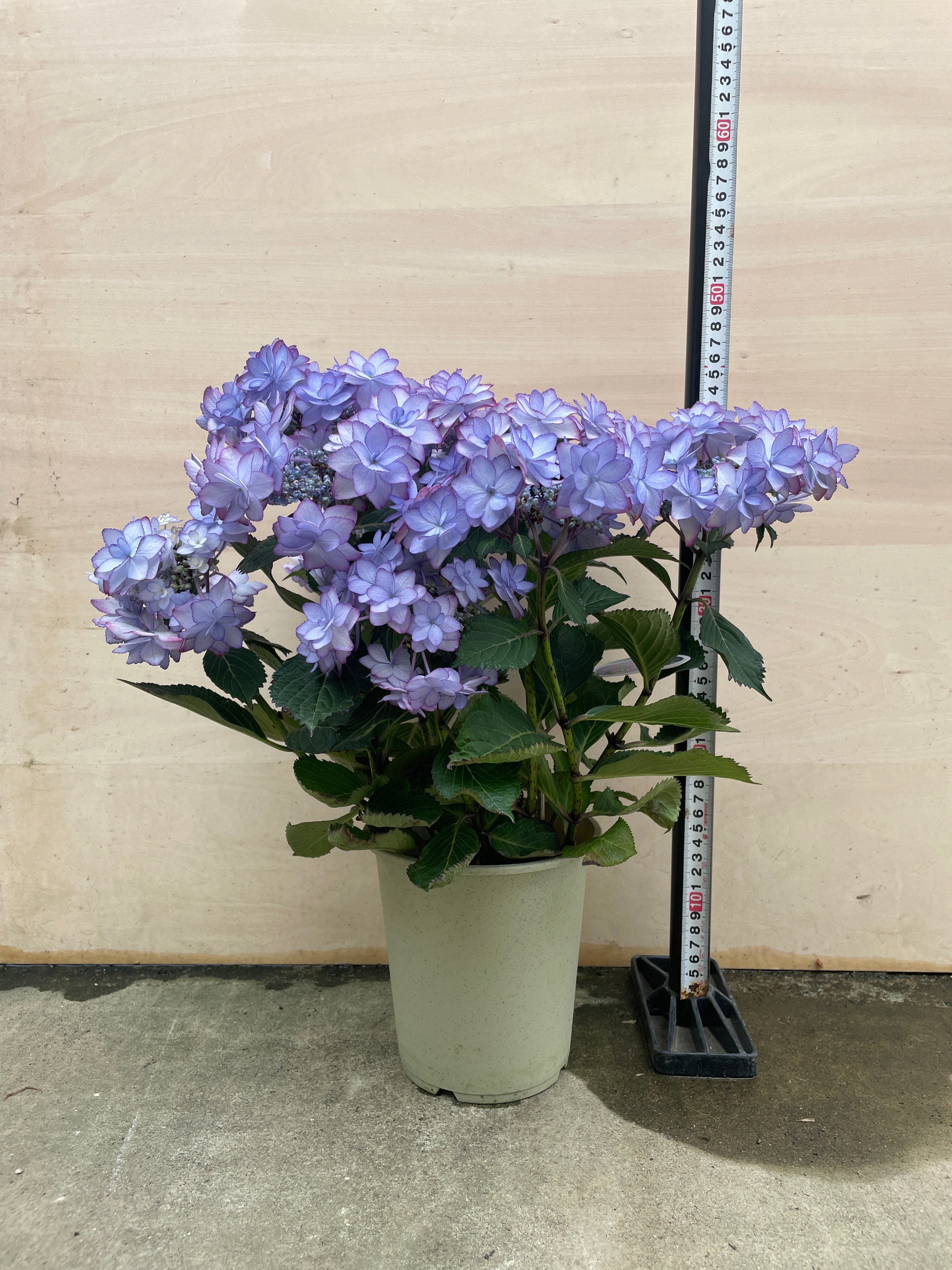 植物 – 植物家族