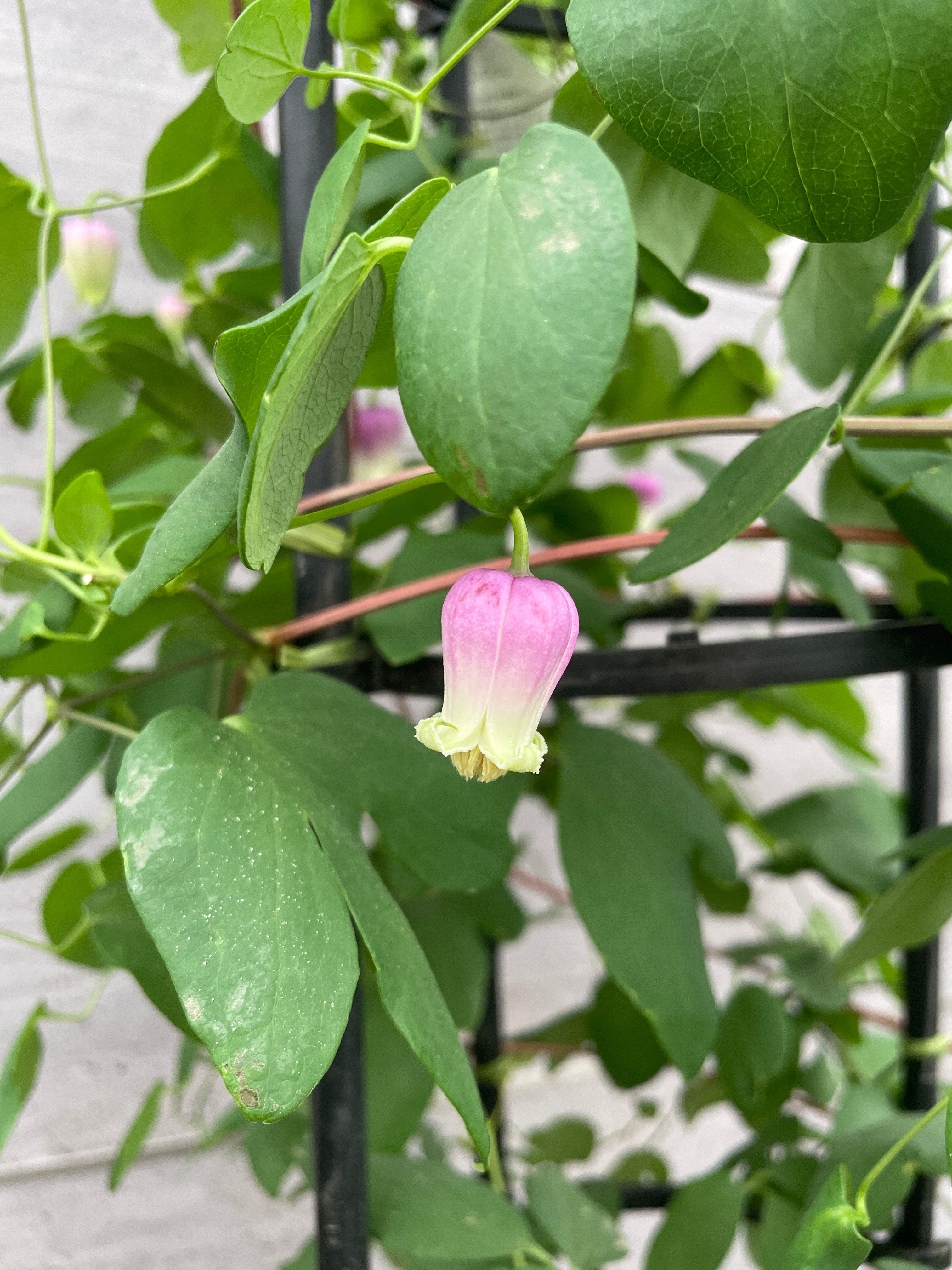Pickup 全ての商品 – 植物家族