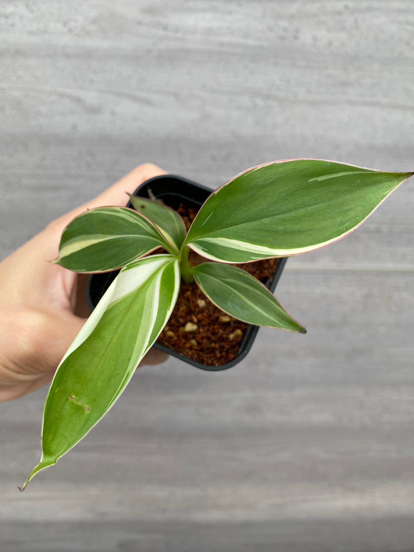 No.21064　ムサノノ