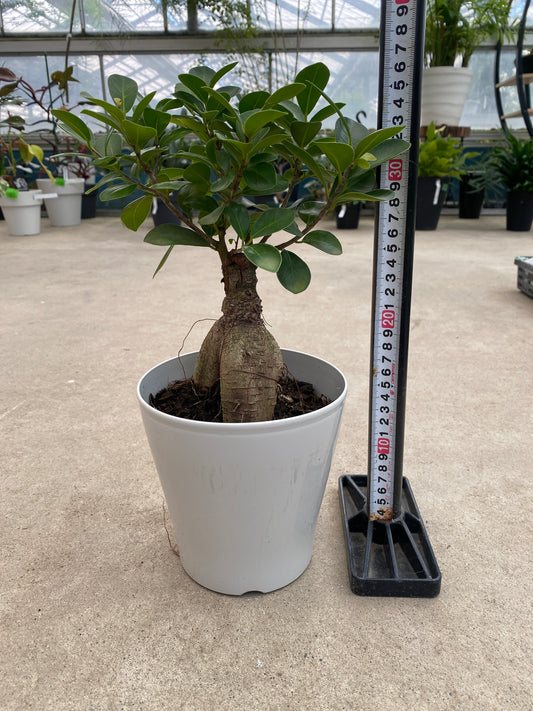 No.28006　ガジュマル　5号鉢