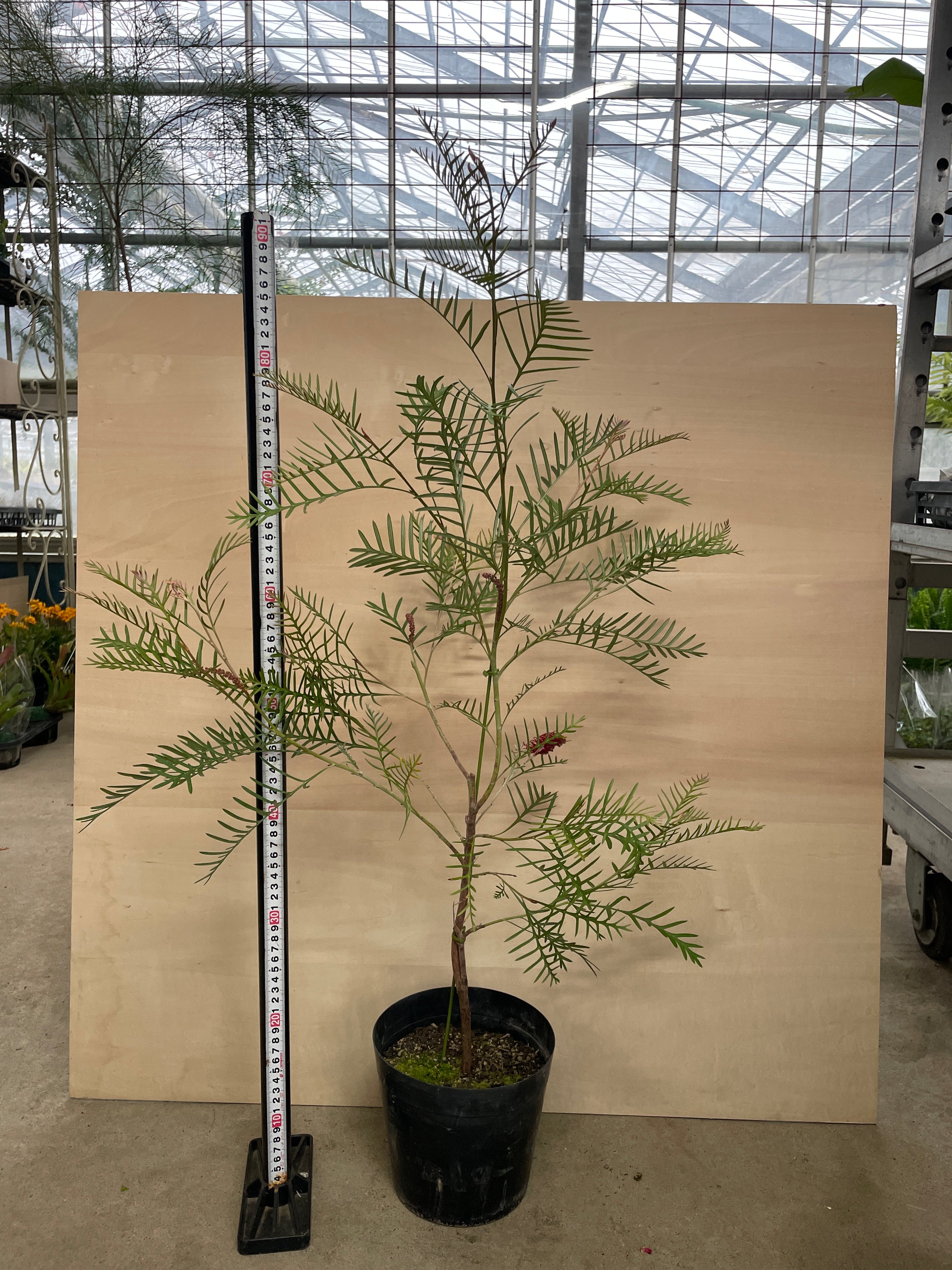 Pickup 全ての商品 – 植物家族