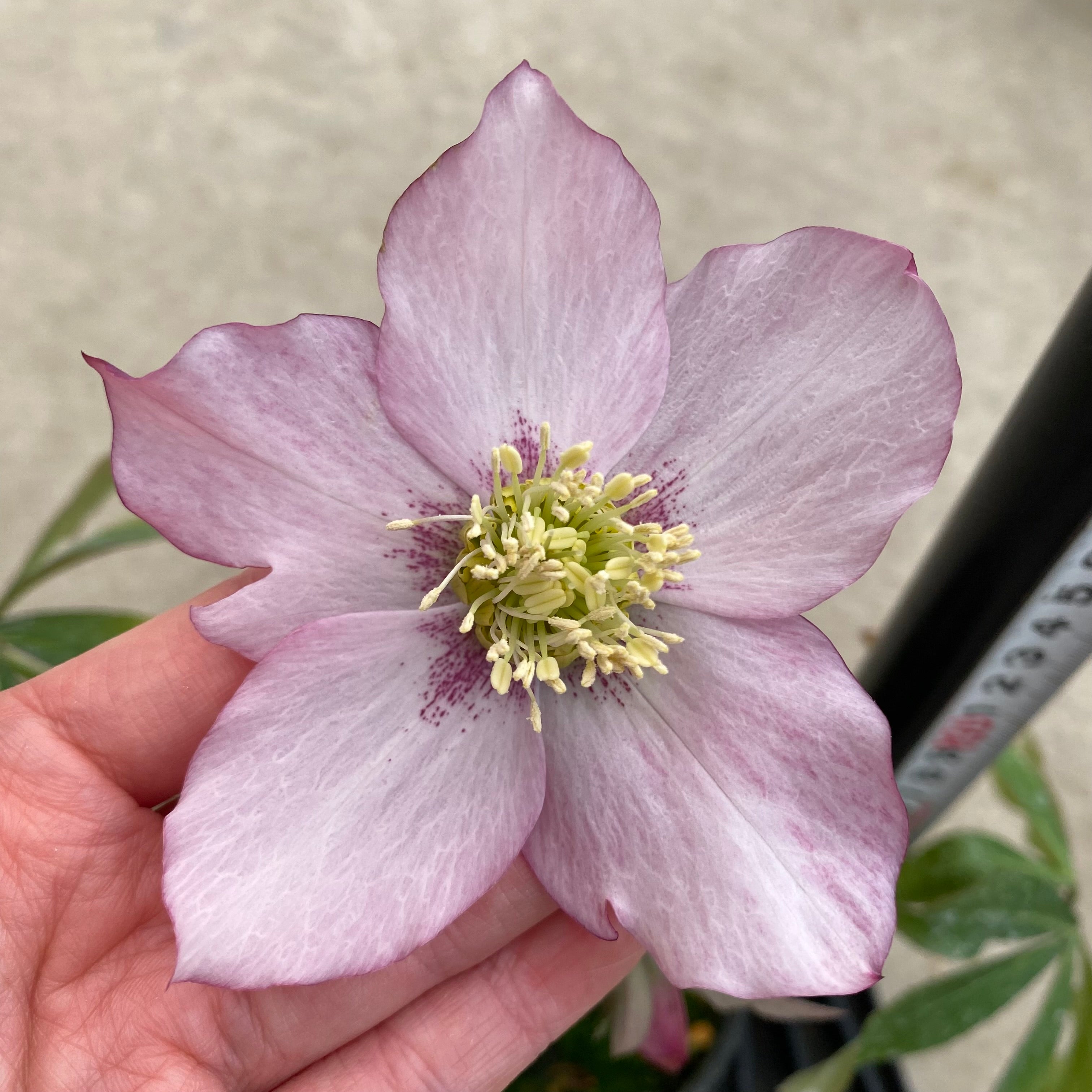 クリスマスローズ 20057 クリスマスローズ シングル咲き 3.5号苗ポット – 植物家族