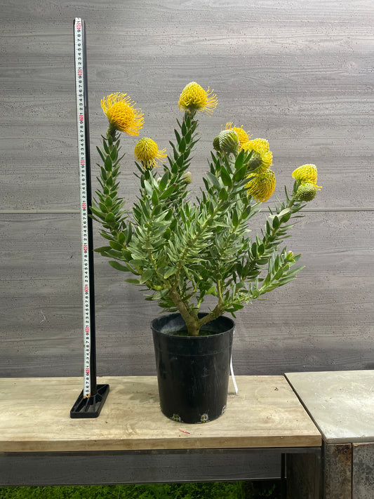 No.10002 リューコスペルマム カーニバルイエロー 7号鉢