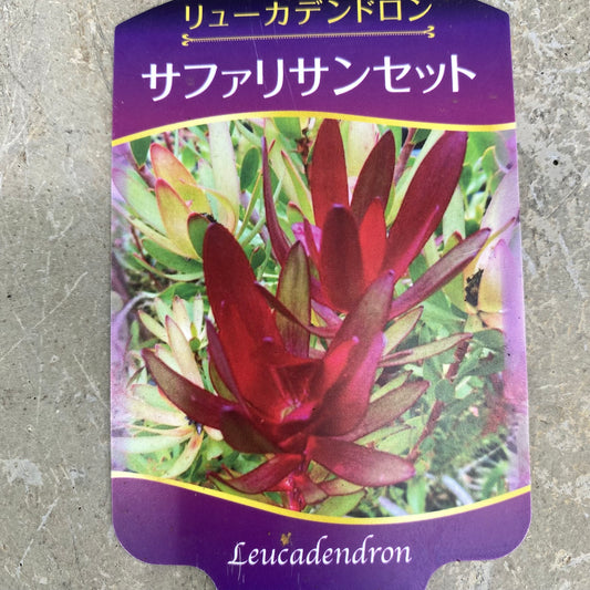 社長植栽★リューカデンドロン　サファリサンセット　植木鉢　ピンクM