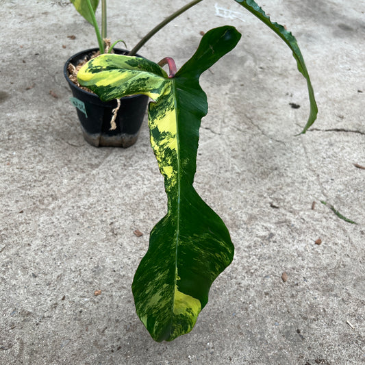 URBAN JUNGLE特集★U04　フィロデンドロン　ジョーピー　5号鉢