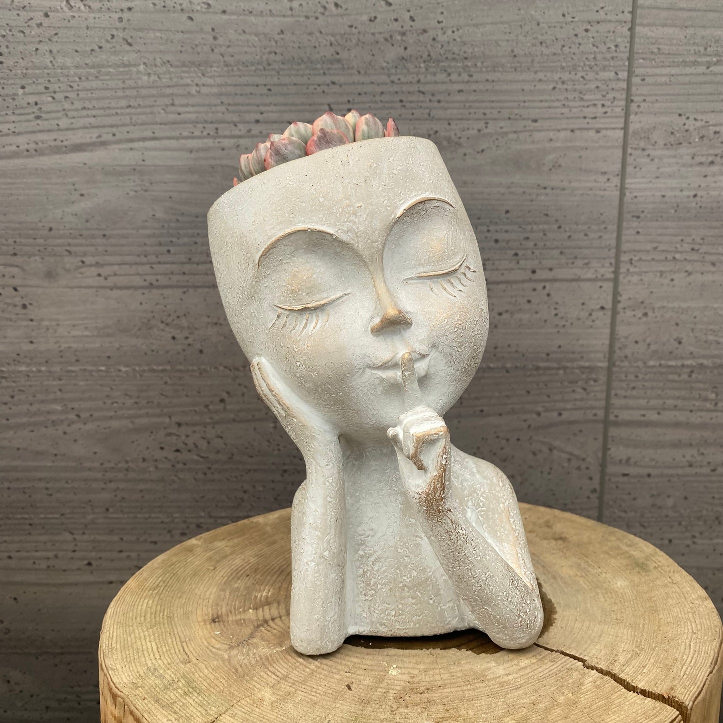 エケベリア　ホワイトミニマ錦　ガールポットA