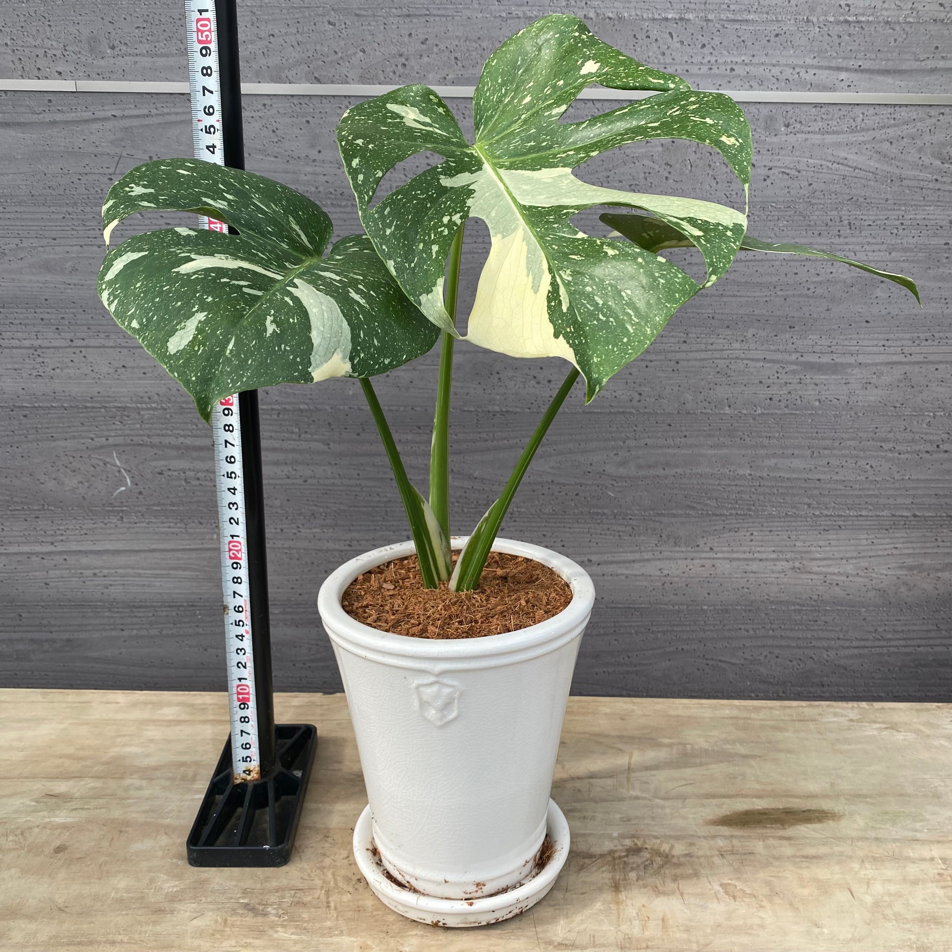 商品 – 植物家族