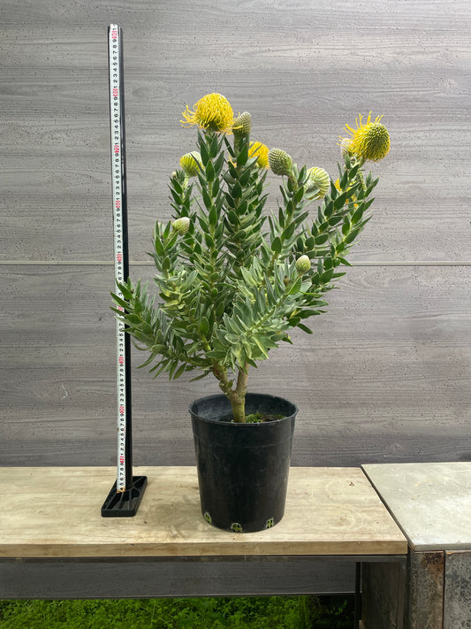 No.10001　リューコスペルマム　カーニバルイエロー　7号鉢