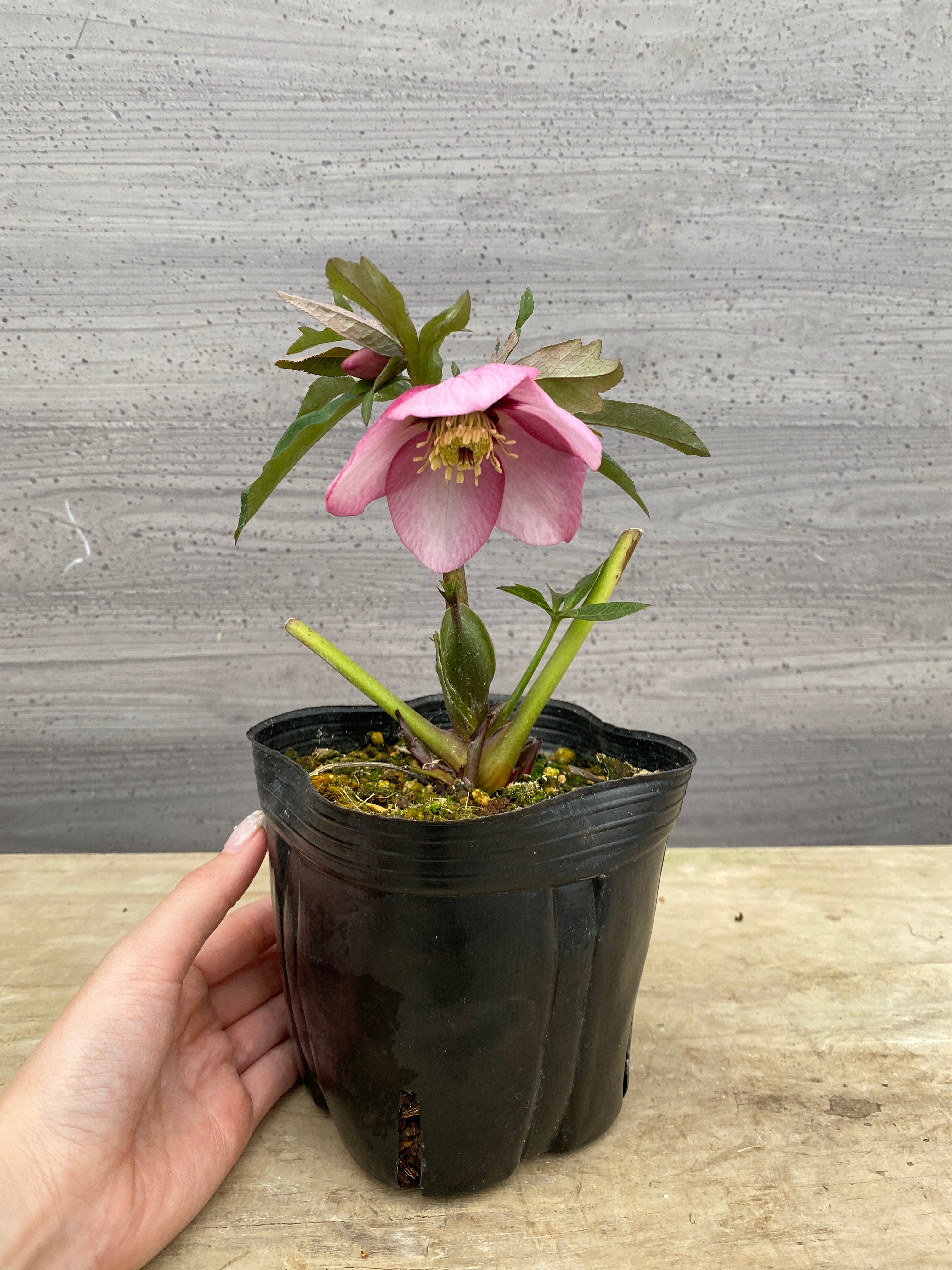 Pickup 全ての商品 – 植物家族