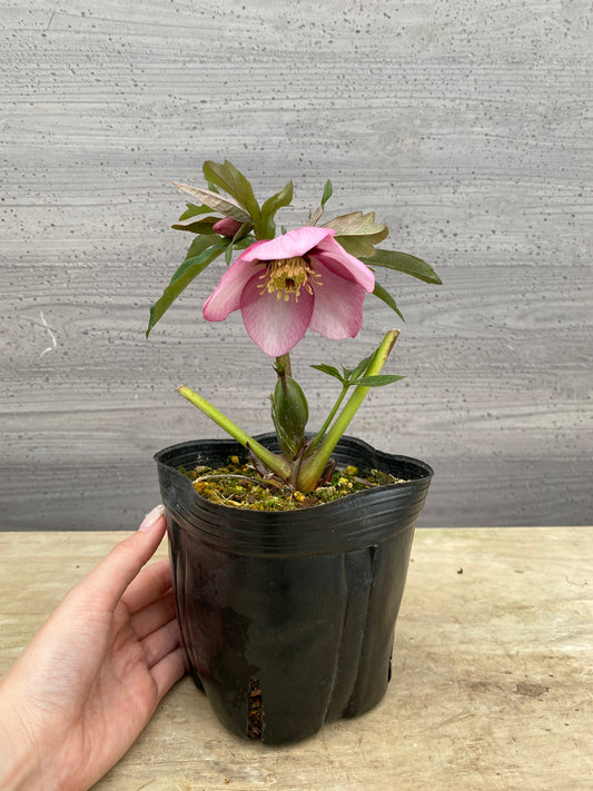 No.05078　横山園芸★クリスマスローズ　シングル咲き　5号苗ポット