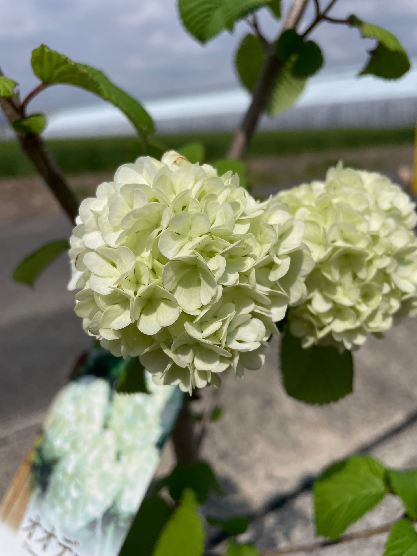 No.17004　オオテマリ　6号鉢