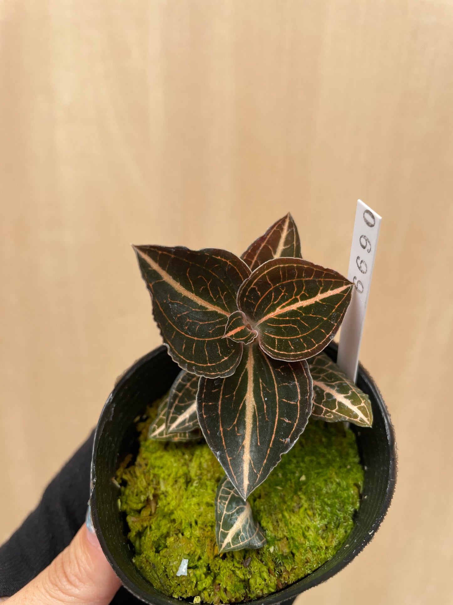 No.04045　ジュエルオーキッド　Anoectochilus spp.from Loas　2号苗ポット