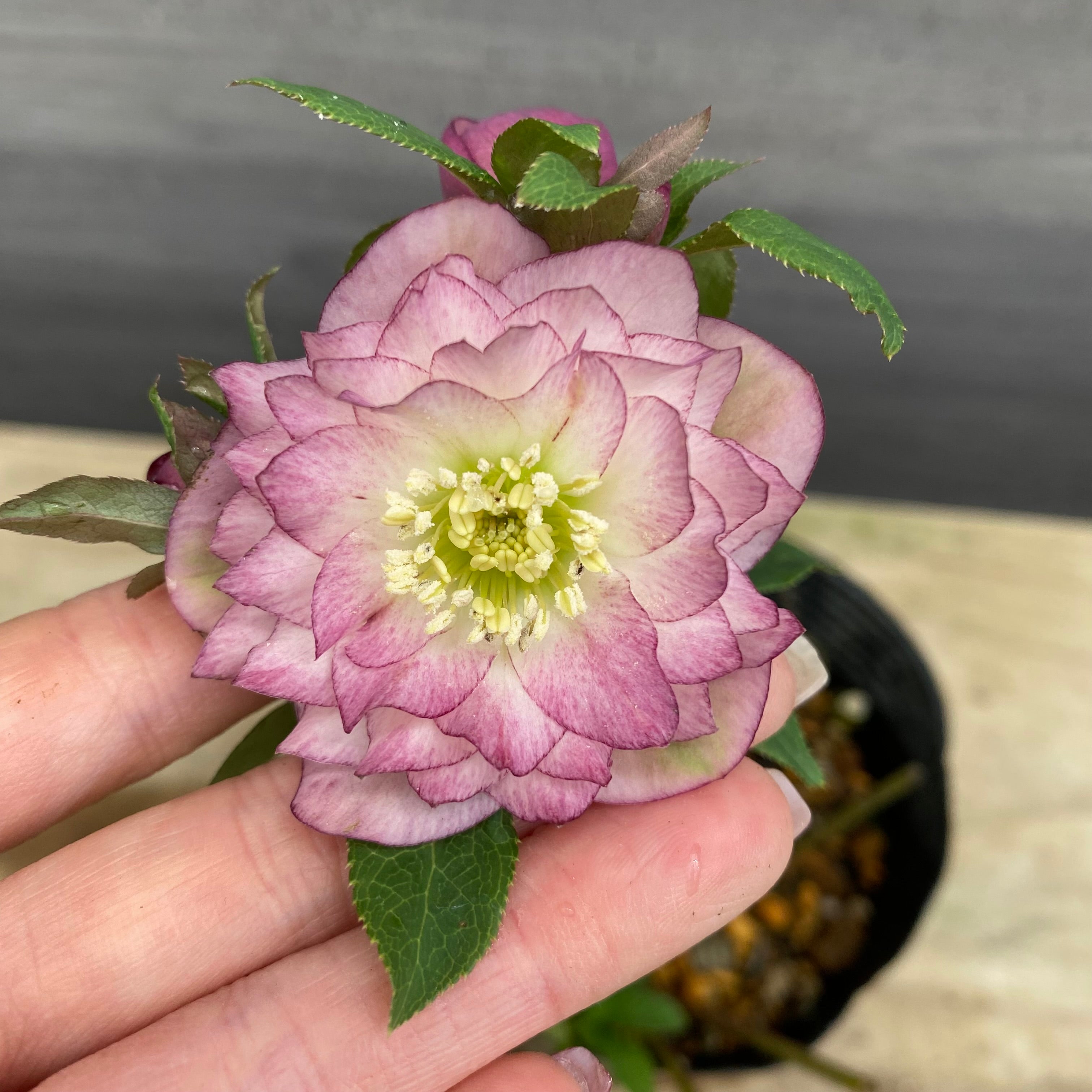 即売会 No.27089 クリスマスローズ ダブル咲き 4号苗ポット – 植物家族