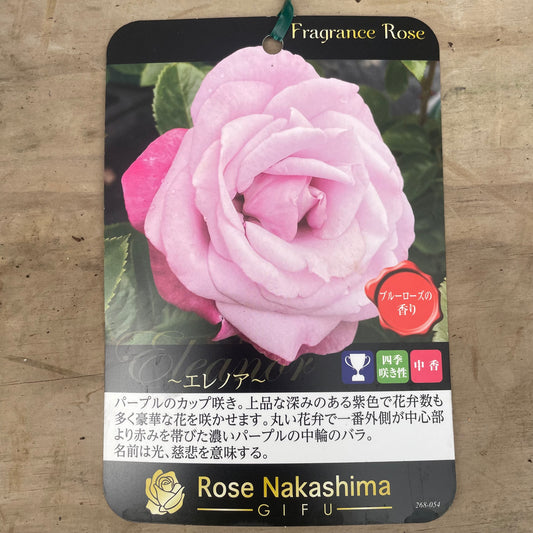 ローズなかしま★フレグランスローズ エレノア 5号鉢