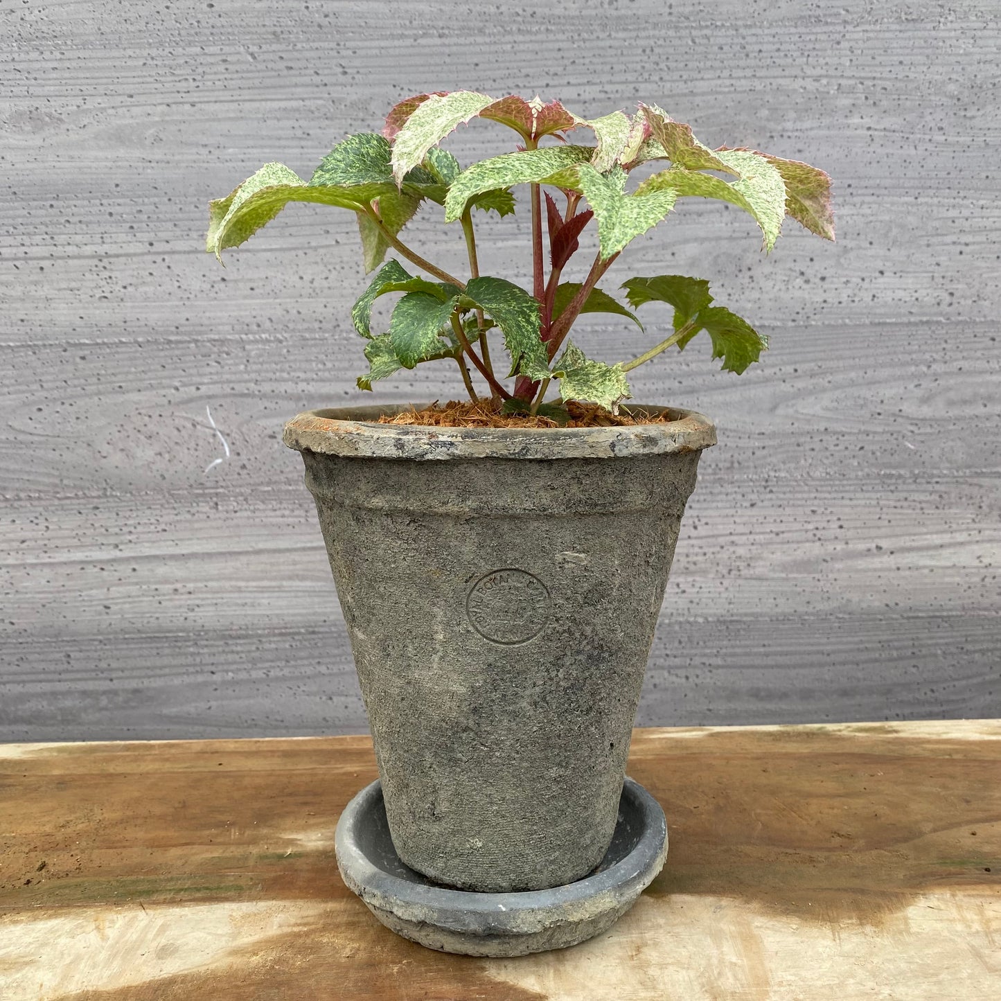 クリスマスローズ　アーグチフォリウススターダスト　キューガーデンポットグレー