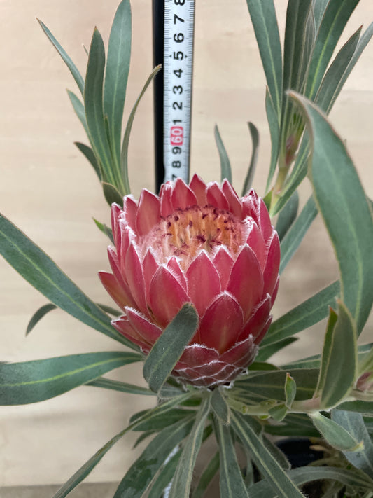 No.25008　プロテア　ジュリエット　7号鉢