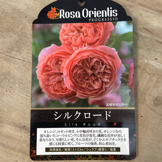 薔薇　シルクロード　7号おすすめ白ポット　PROGRESSIO