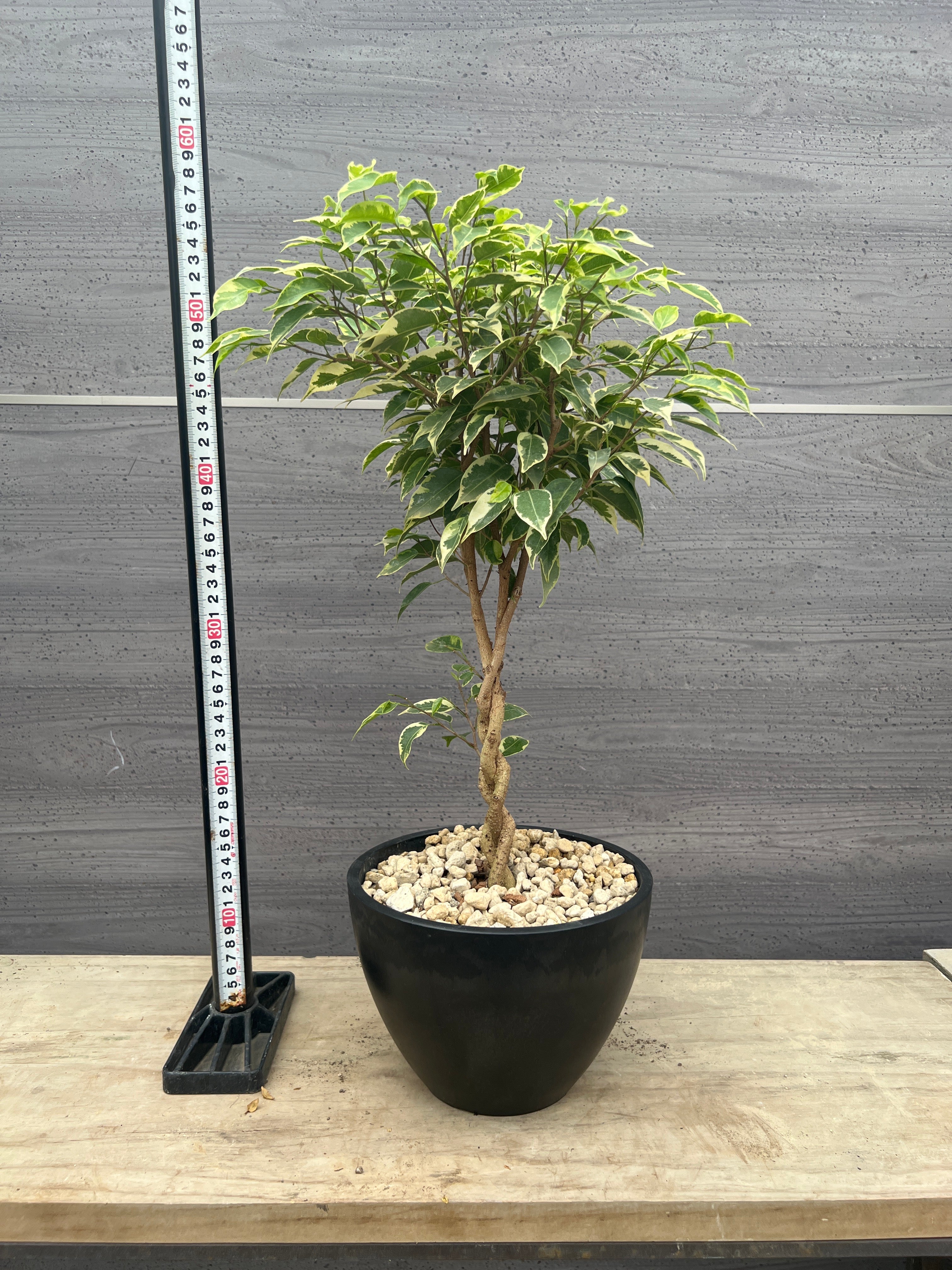 Pickup 全ての商品 – 植物家族