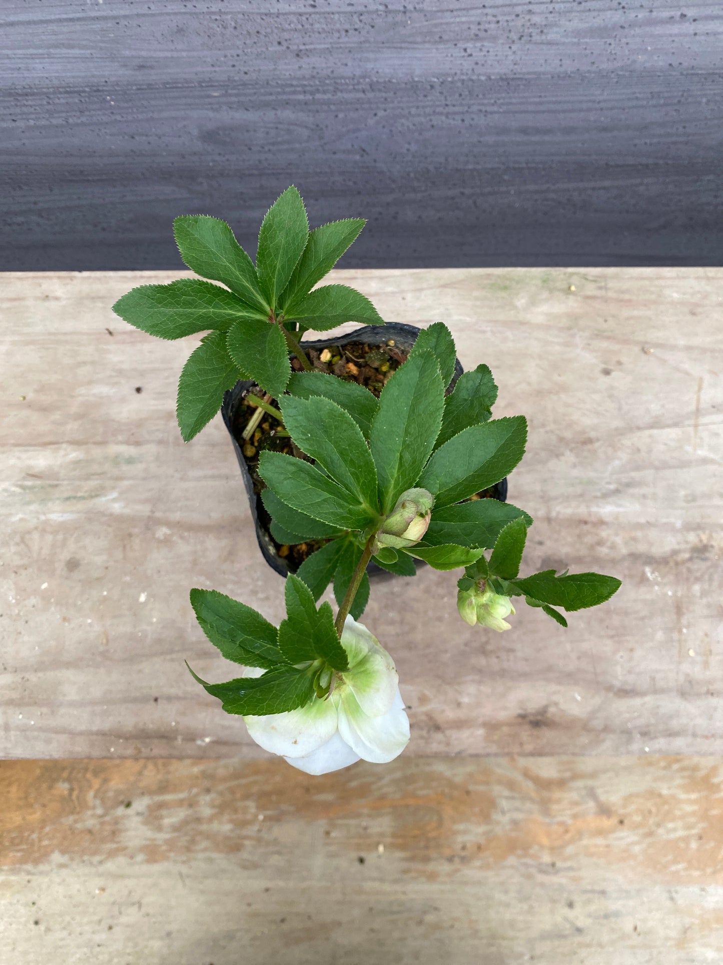 No.05116　横山園芸★クリスマスローズ　プリマドレス　5号苗ポット