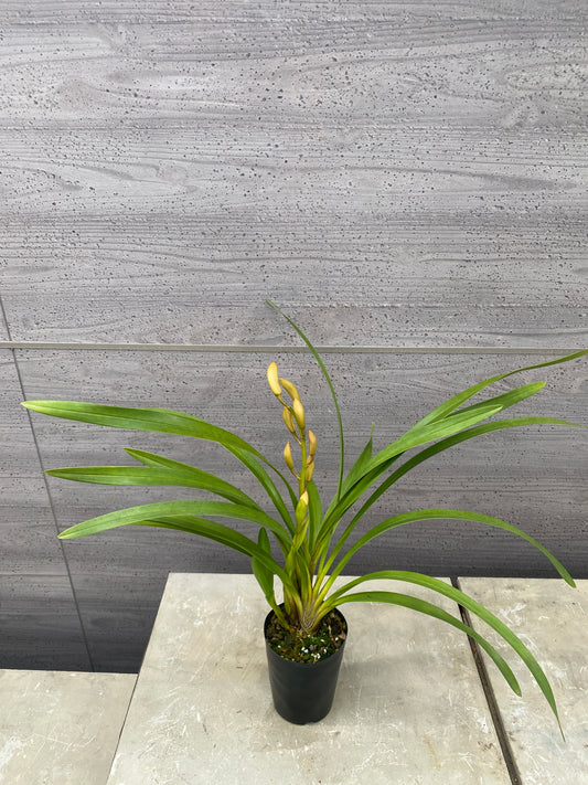 石田蘭園★和蘭　新しい扉(香る蘭))　蘭用肥料プレゼント