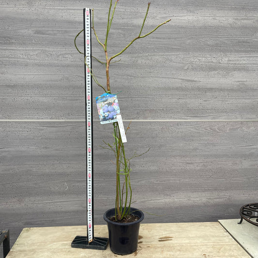 ブルーベリー（ラビットアイ系）2種混合植え　5号鉢