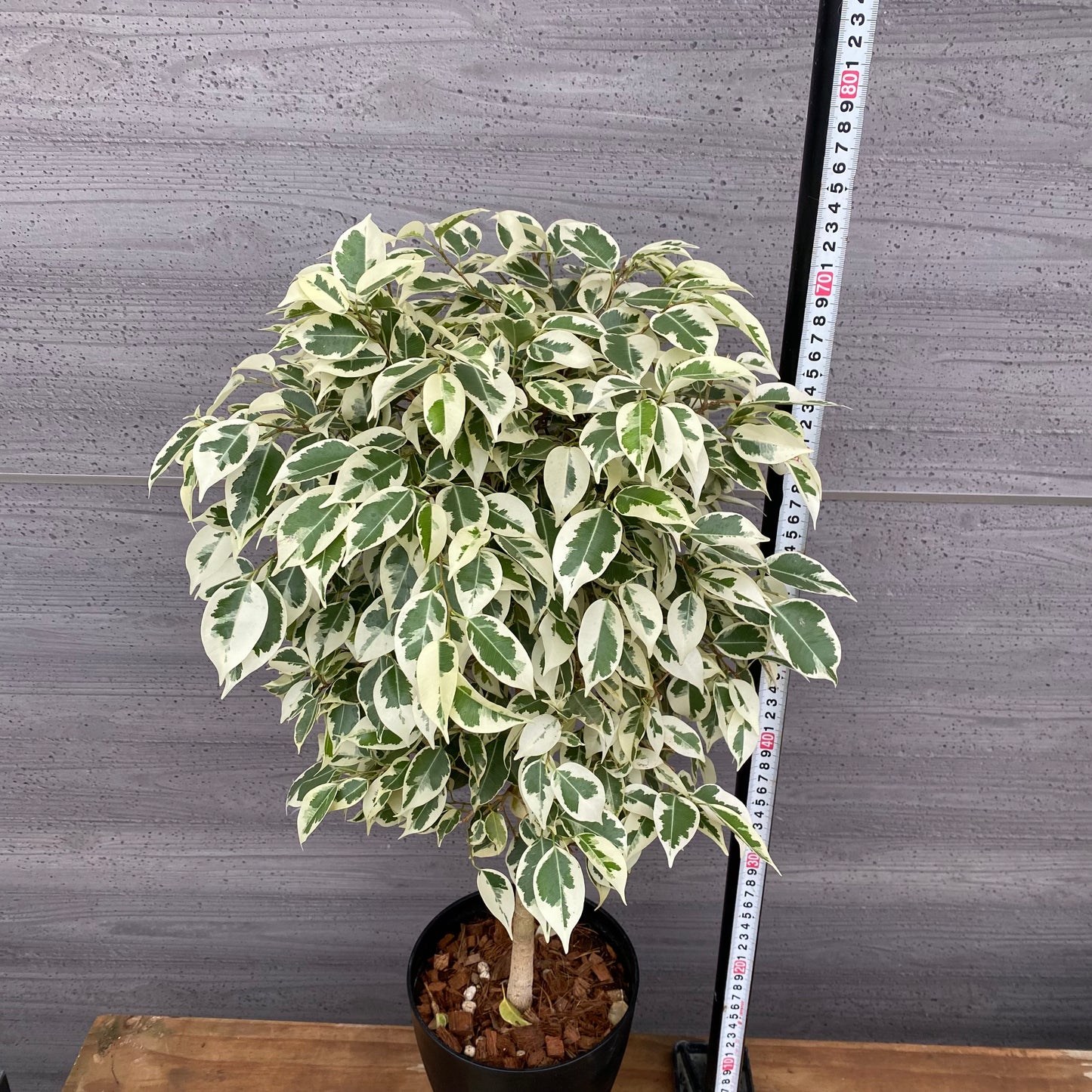 市場仕入れ即売会　No.25021　フィカス　ベンジャミン　スターライト　6号鉢