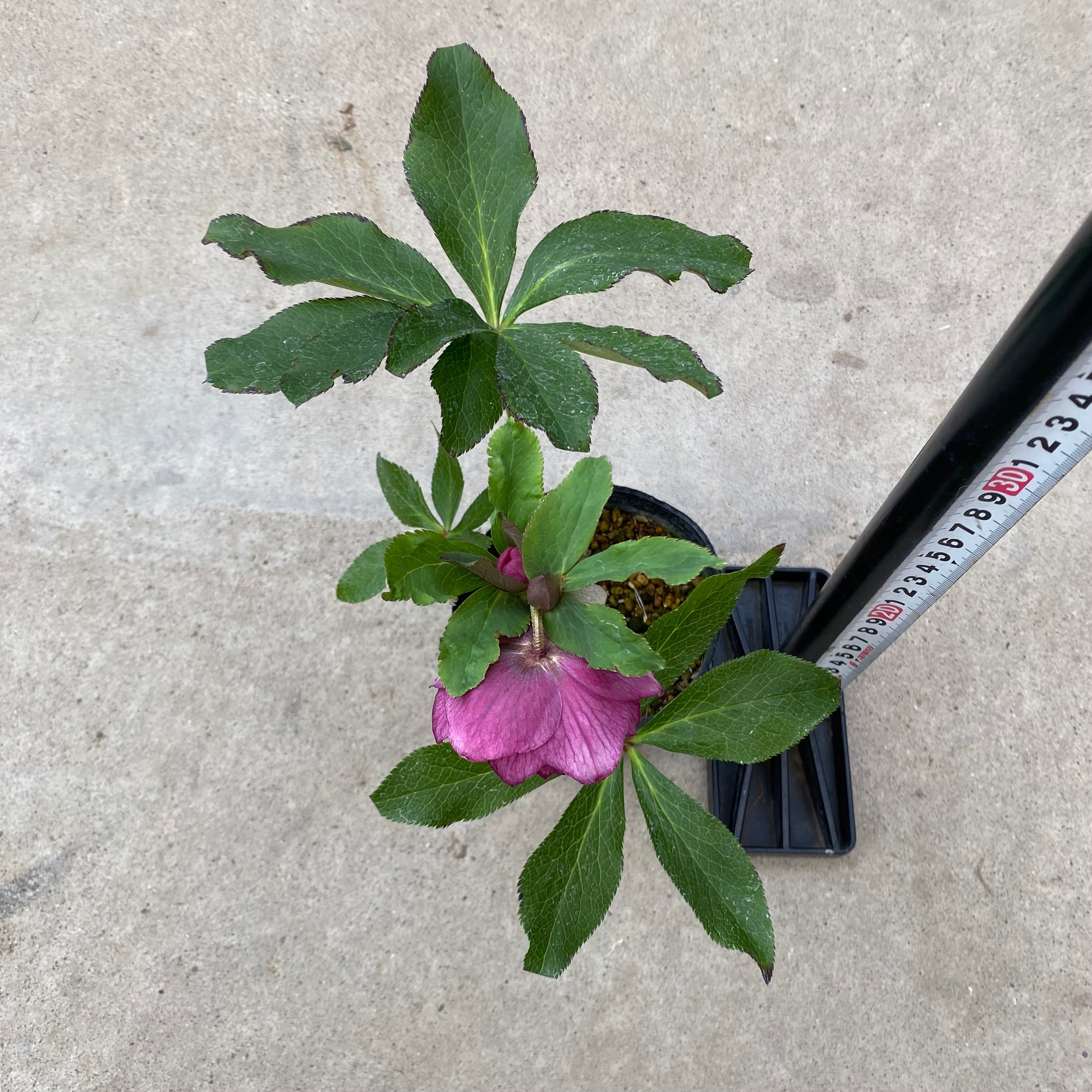 20069 クリスマスローズ ダブル咲き 3.5号苗ポット – 植物家族