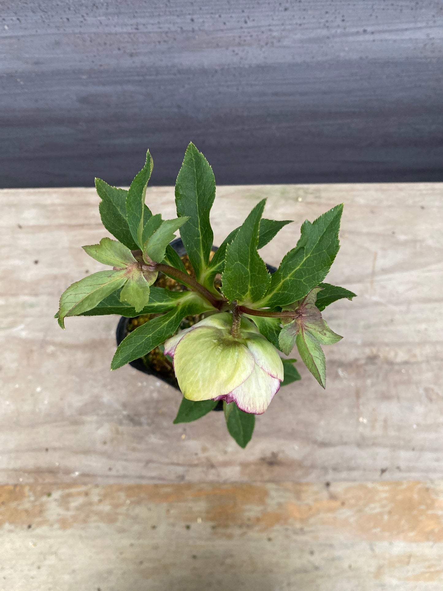 No.05138　横山園芸★クリスマスローズ　プリマドレス　5号苗ポット