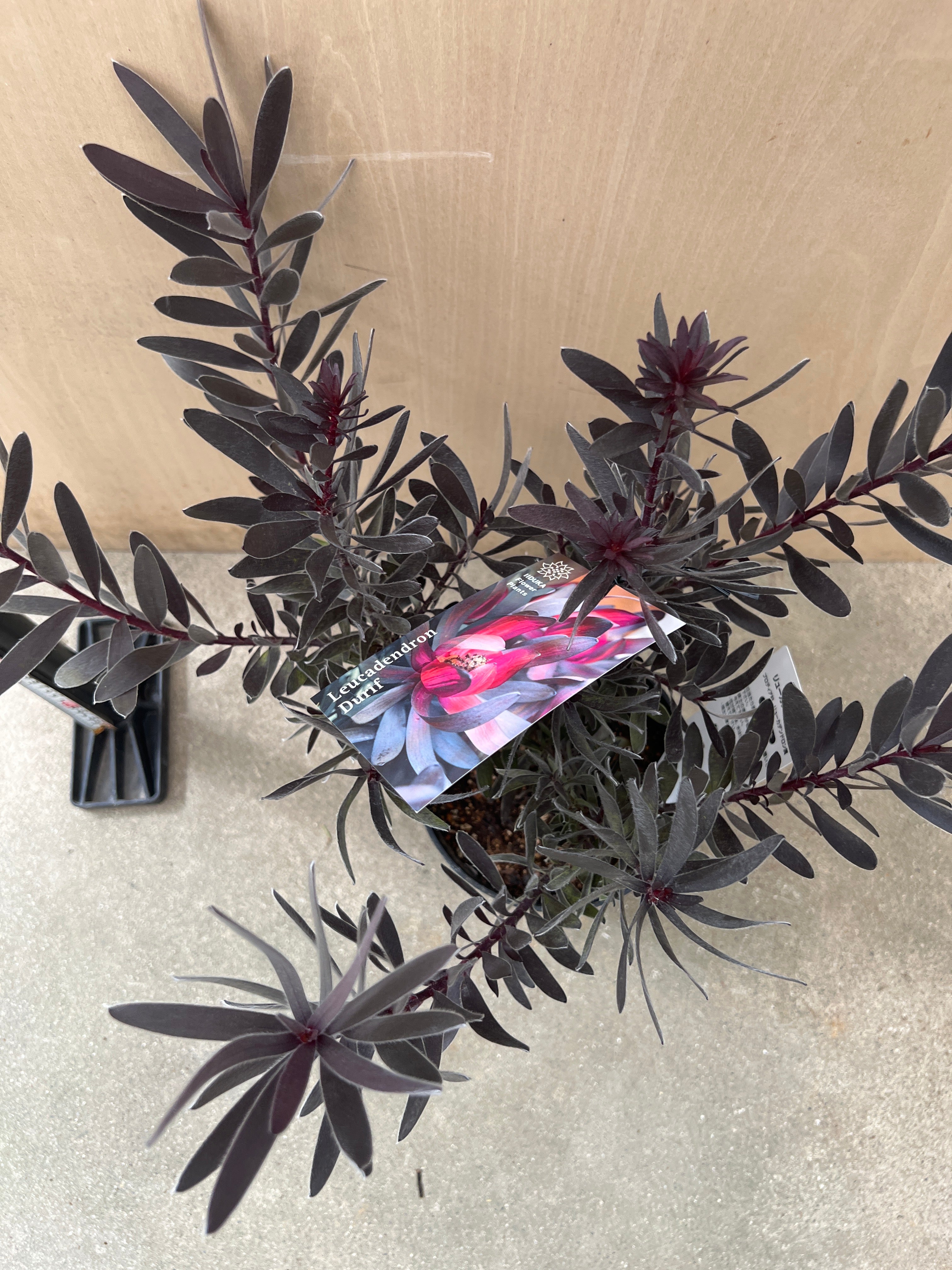 No.07039 リュウカデンドロン デュリフ 5号鉢 – 植物家族