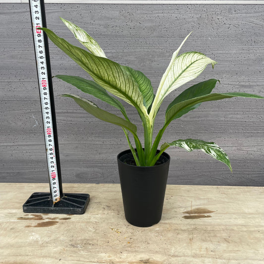 No.27005 斑入りスパティフィラム 4号鉢