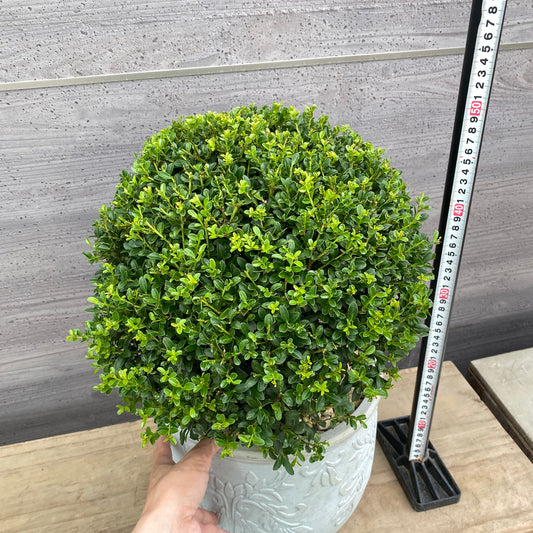 社長植栽★キンメ姫ツゲ　植木鉢ブルーM